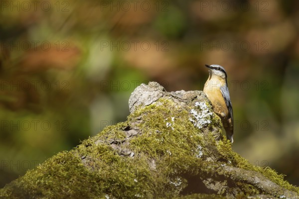 Nuthatch (Sitta europaea) sitting on a moss-covered stone, Erfurt, Thuringia, Germany