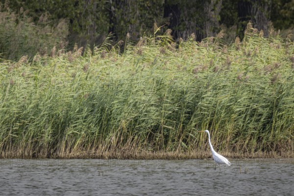 Great egret (Ardea alba) searching for food in a pond, Erfurt, Thuringia, Germany