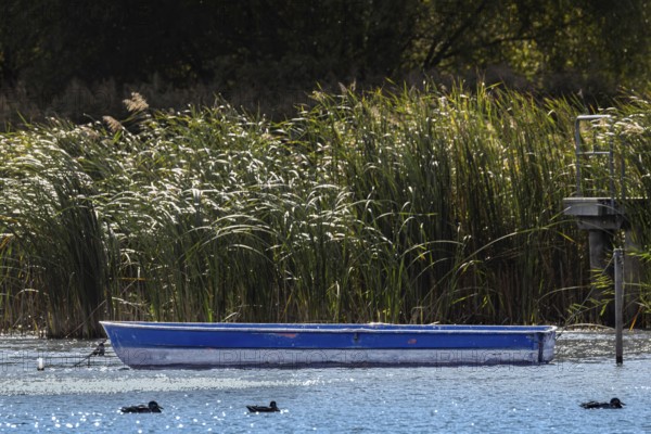 A boat is lying still in the water next to reeds, Erfurt, Thuringia, Germany