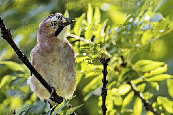 A jay (Garrulus glandarius) on a branch between leaves, Erfurt, Thuringia, Germany