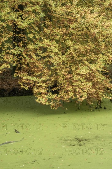 Borken-Hoxfeld, NRW, Germany, Bright yellow and orange leaves hang over a tranquil pond covered in green algae. The scene captures the calm beauty of fall near a wooded area, creating a perfect moment of nature