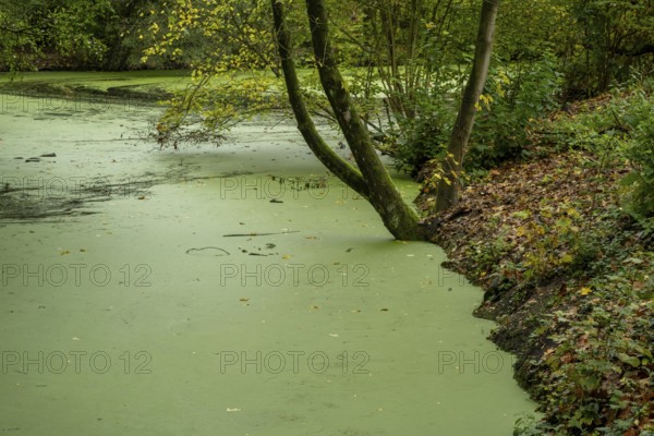 Borken-Hoxfeld, NRW, Germany, A serene setting shows a tree leaning over a green pond. The surface is covered with algae, and colorful autumn leaves scatter around the shore. Nature reflects calmness and quiet