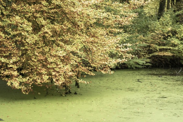 Borken-Hoxfeld, NRW, Germany, Bright yellow and orange leaves hang over a calm pond covered in green algae. The scene captures the tranquility of autumn nature, surrounded by dense trees