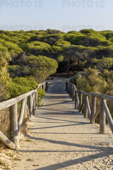 A morning view over a dense Mediterranean pine forest. Sunrise on the Beach of the Pinar De La Almadraba Nature Reserve, Pinares De Rota, Rota, Cadiz, Andalusia, Spain