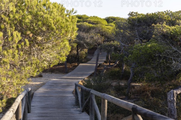 A morning view over a dense Mediterranean pine forest. Sunrise on the Beach of the Pinar De La Almadraba Nature Reserve, Pinares De Rota, Rota, Cadiz, Andalusia, Spain