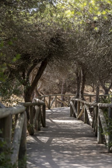 A wooden walkway snakes through a Mediterranean pine forest. The morning light glitters on the needles of the Pinar de la Almadraba Nature Reserve, Pinares De Rota, Rota, Cadiz, Andalusia, Spain