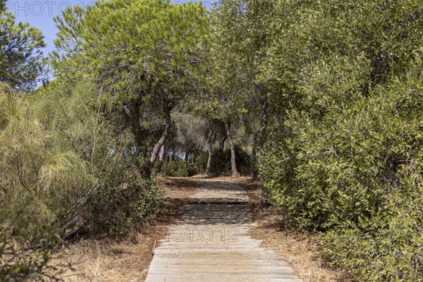 A wooden walkway snakes through a Mediterranean pine forest. The morning light glitters on the needles of the Pinar de la Almadraba Nature Reserve, Pinares De Rota, Rota, Cadiz, Andalusia, Spain