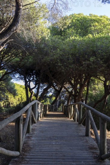 A wooden walkway snakes through a Mediterranean pine forest. The morning light glitters on the needles of the Pinar de la Almadraba Nature Reserve, Pinares De Rota, Rota, Cadiz, Andalusia, Spain
