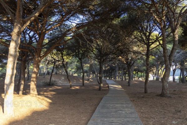 A wooden walkway snakes through a Mediterranean pine forest. The morning light glitters on the needles of the Pinar de la Almadraba Nature Reserve, Pinares De Rota, Rota, Cadiz, Andalusia, Spain