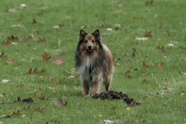 Shetland sheepdog standing on green grass with fallen autumn leaves and a molehill, Borken, nrw, germany