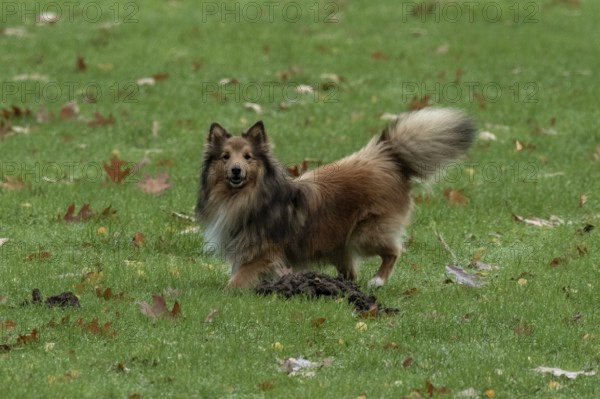 Shetland sheepdog standing on green grass near a molehill with fallen autumn leaves, Borken, nrw, germany