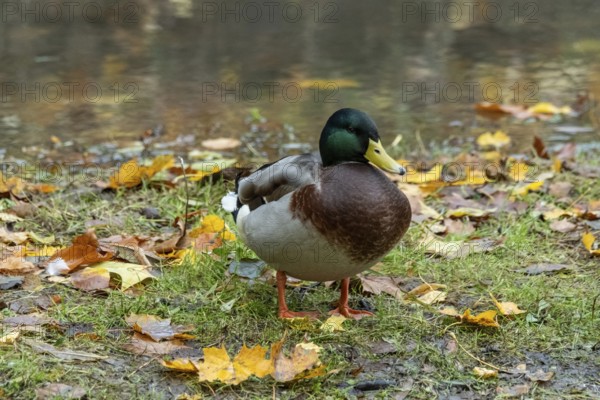 Borken, nrw, germany, mallard duck standing by pond with autumn leaves