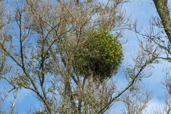 Mistletoe evergreen living as a parasite on a bare tree against blue sky, Borken, nrw, germany