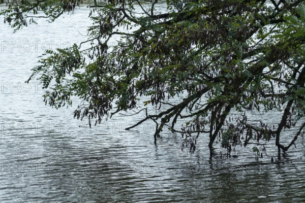 Tree branches with dark seed pods dipping into rippling water, indicating high water levels, Borken, nrw, germany