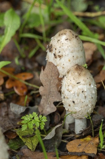 Borken, nrw, germany, shaggy mane mushrooms growing in autumn forest floor, Borken, nrw, germany