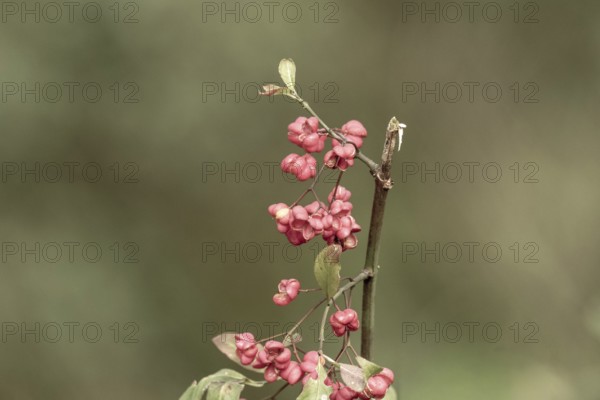 Spindle tree berries showing their pink fruits and orange seeds against a soft background, Borken, nrw, germany