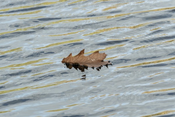Borken, nrw, germany, brown oak leaf floating on rippling water surface, Borken, nrw, germany