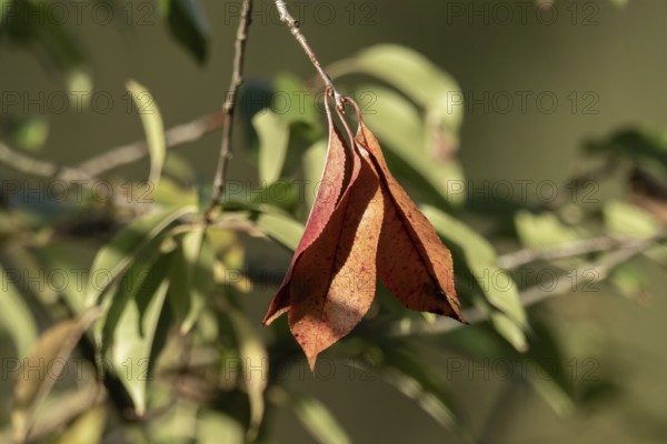 Red autumn leaf drying and curling on a tree branch, showing seasonal change, Borken, nrw, germany