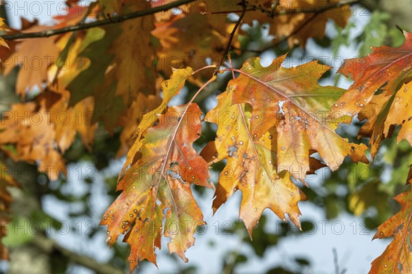 Oak leaves showing vibrant orange, red, and yellow autumn foliage on a tree branch, Borken, nrw, germany