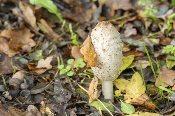 Shaggy mane mushroom stands on the forest floor surrounded by brown and yellow autumn leaves, Borken, nrw, germany