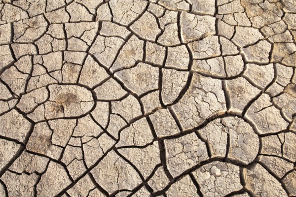 Wide view of arid soil with prominent cracks indicating a lack of moisture, Djoudj, Senegal