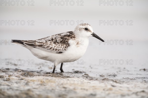 Sanderling (Calidris alba) in winter plumage, Mar Menor, Murcia, Spain
