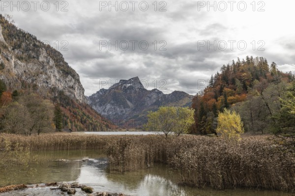 Autumn mood, forest with foliage colors, Leopoldsteinersee, Styria, Austria