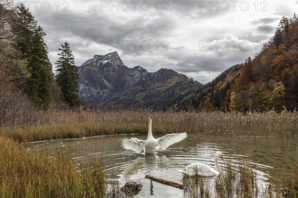 Silted swan (Cygnus olor) spreading wings, autumn mood, Leopoldsteinersee, Styria, Austria