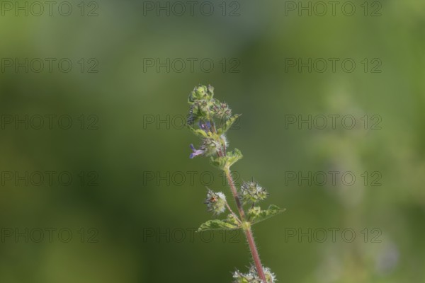Close-up of a Mesosphaerum suaveolens (Hyptis suaveolens) plant stem with a lush green blurred background, Gazipur, Bangladesh