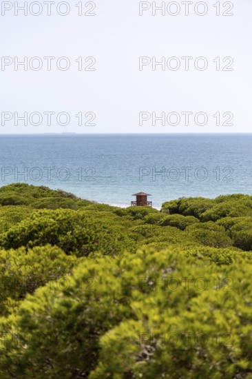 A morning view over a dense Mediterranean pine forest. Sunrise on the Beach of the Pinar De La Almadraba Nature Reserve, Pinares De Rota, Rota, Cadiz, Andalusia, Spain