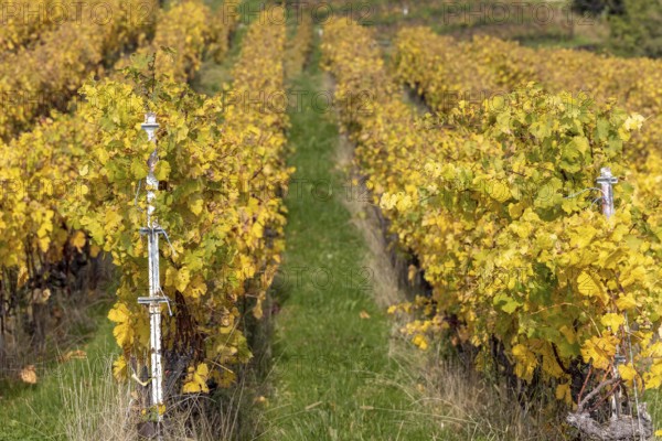 Vineyard, colorful autumn vines, terraces in the Lavaux UNESCO World Heritage Site, Rivaz, Vaud, Switzerland