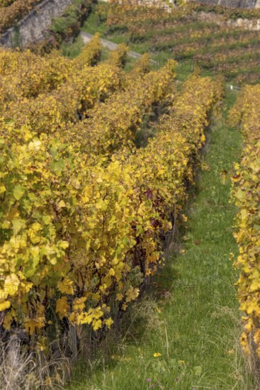 Vineyard, colorful autumn vines, terraces in the Lavaux UNESCO World Heritage Site, Rivaz, Vaud, Switzerland