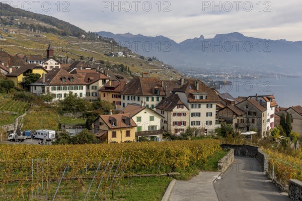 Colourful autumn vines in the UNESCO World Heritage Lavaux wine region, view of Rivaz, Vaud, Switzerland