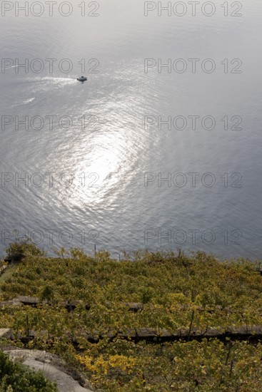 Vineyard terraces in the Lavaux UNESCO World Heritage Site, view of Les Abbayes, Rivaz, Vaud, Switzerland