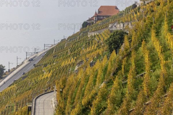 Vineyard terraces in the Lavaux UNESCO World Heritage Site, view of Les Abbayes, Rivaz, Vaud, Switzerland