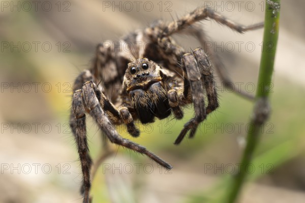 Bearded tarantula (Alopecosa accentuata), frontal close-up, sitting in vegetation, Döberitzer Heide, Brandenburg, Germany