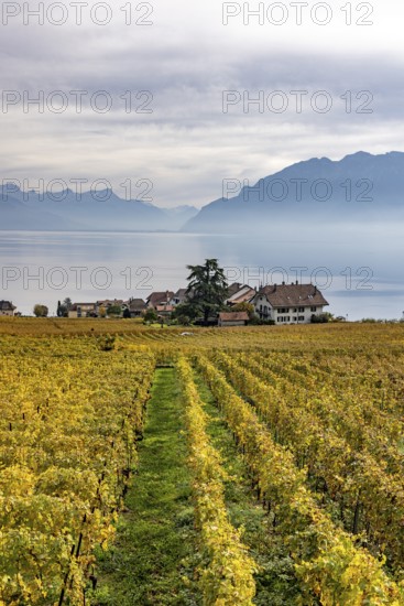 Vineyards in the Lavaux UNESCO World Heritage Site, view of Switzerland's smallest municipality, Rivaz, Vaud, Switzerland