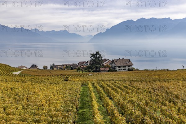 Vineyards in the Lavaux UNESCO World Heritage Site, view of Switzerland's smallest municipality, Rivaz, Vaud, Switzerland