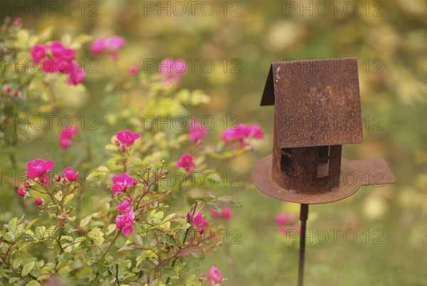 Birdhouse, birdhouse, rusted, rusty, in the garden, Stuttgart, Baden-Württemberg, Germany