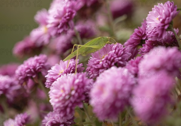 Large green hayhorse (Tettigonia viridissima), deciduous locust (Tettigonioidea) family, purple on chrysanthemum (Crysanthemum), garden, Stuttgart, Baden-Württemberg, Germany