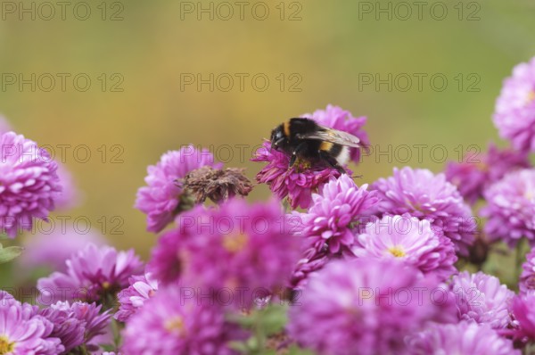 Dark bumblebee (Bombus terrestris), also thick bumblebee or black bumblebee, stiffness of cold, on chrysanthemums (chrysanthemum), garden, Stuttgart, Baden-Württemberg, Germany