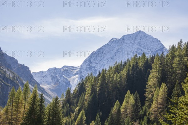 Snowy mountain hawk with forest in autumn, Pinnistal, Neustift im Stubai Valley, Stubai Valley, Tyrol, Austria