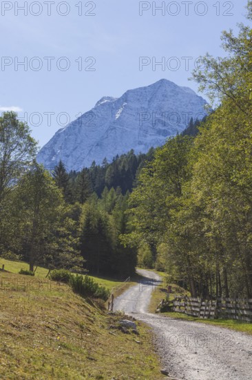 Snowy mountain hawk with forest and hiking trail in autumn, Pinnistal, Neustift im Stubai Valley, Stubai Valley, Tyrol, Austria