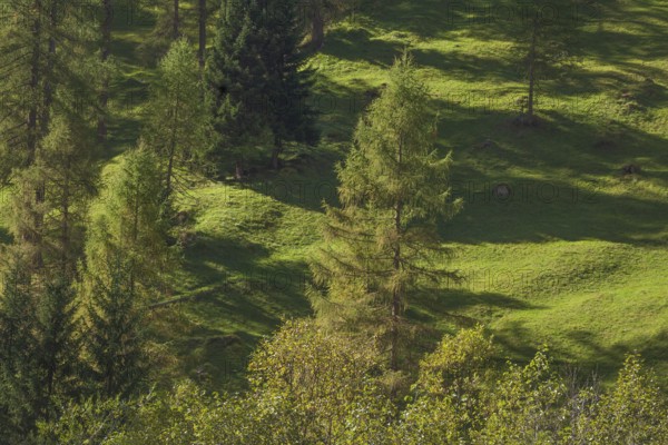 Forest and meadows in autumn, Pinnistal, Neustift im Stubai Valley, Tyrol, Austria