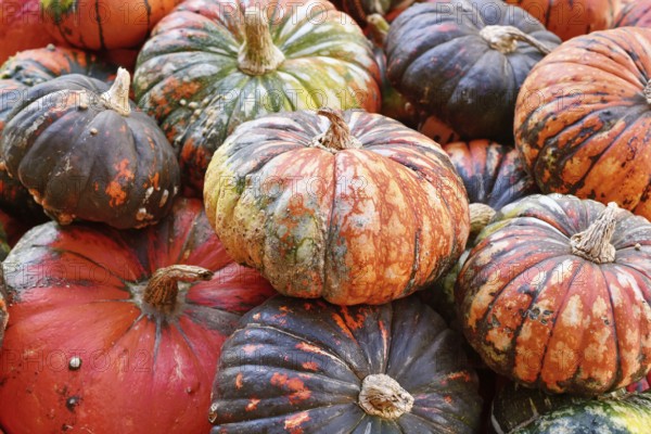 Pile of Zucca Lakota pumpkins at autumn farmers market for seasonal harvest