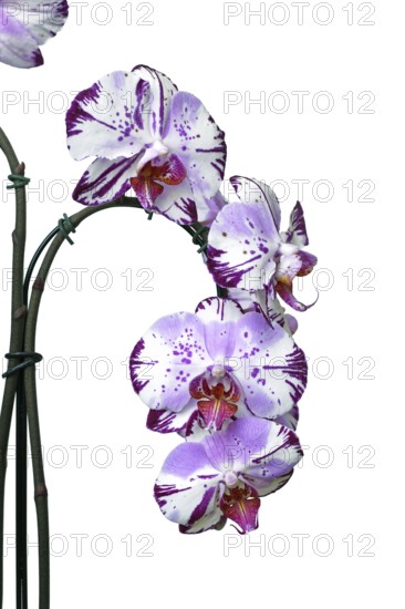 Close up of two colored purple and white flowers of 'Phalaenopsis Magic Art' orchid on white background