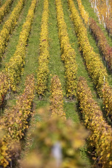 Vineyard, colorful autumn vines, terraces in the Lavaux UNESCO World Heritage Site, Rivaz, Vaud, Switzerland