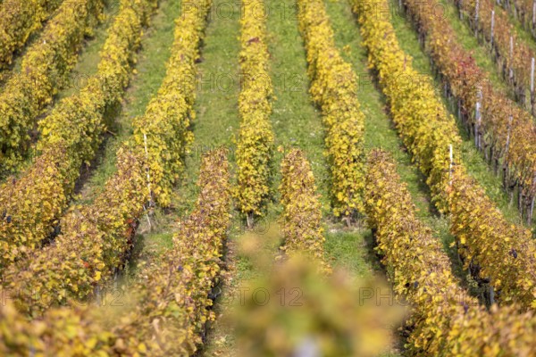 Vineyard, colorful autumn vines, terraces in the Lavaux UNESCO World Heritage Site, Rivaz, Vaud, Switzerland
