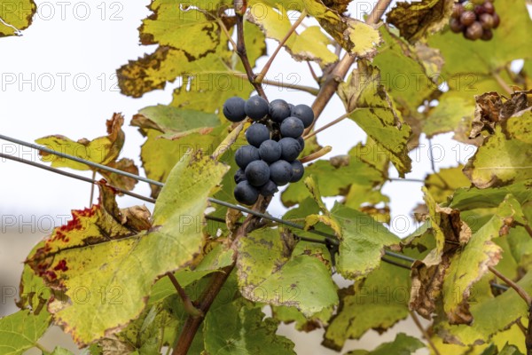 Last grapes on the vines, discolored in autumn, UNESCO World Heritage, Rivaz, Vaud, Switzerland