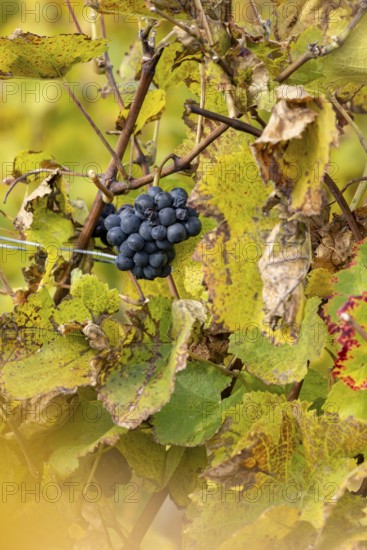 Last grapes on the vines, discolored in autumn, UNESCO World Heritage, Rivaz, Vaud, Switzerland